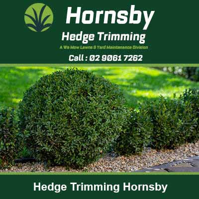 Neatly trimmed round topiary bushes in Hornsby