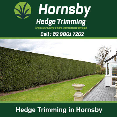 Long straight hedge perfectly trimmed in Hornsby